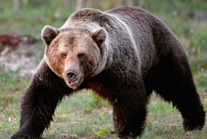 В Хабаровском крае машина на полном ходу сбила медведя, но косолапый выжил и разгромил Lexus обидчика