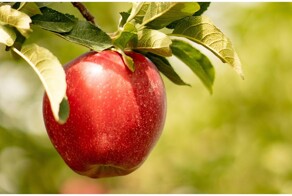Где растёт самая первая яблоня