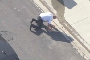 В США полицейский упал на асфальт, пока его жалили десятки пчёл