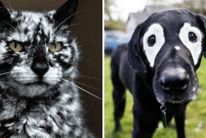 17 очаровательных животных, которых природа одарила совершенно уникальным окрасом