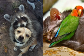 15+ фотографий животных, которые показали всем, что для их дружбы нет преград