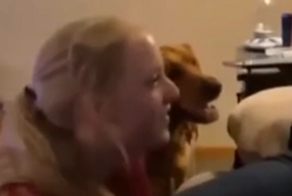 Собаке не понравилось, что её дразнят