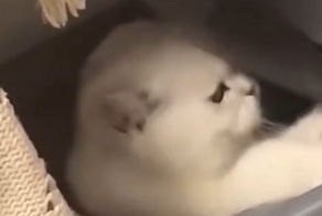 Неравный бой кота с крышкой