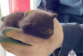 В Чечне спасли котят, упавших в вентиляционные шахты