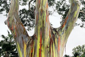 Шалости природы: самое красочное дерево в мире