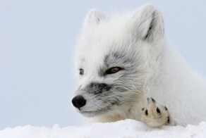 Почему песцы – это главные хулиганы Арктики?