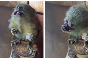 Самая маленькая обезьянка в мире