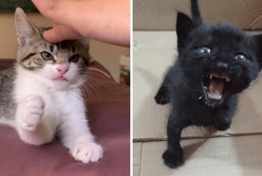 16 маленьких котят, которые выглядят как сдобные пирожочки, сделанные из чистого зла