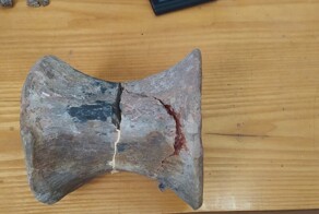 Останки динозавра из мезозойской эры найдены в Кыргызстане