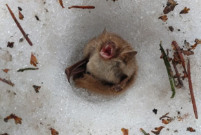 Летучая мышь, которая предпочитает зимовать в снегу