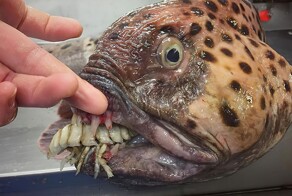 35 кошмарных творений Матери-природы