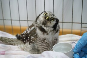 На Ямале спасли замерзшую сову