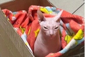 Хозяева бросили лысую кошку в аэропорту, потому что им отказали в перевозке