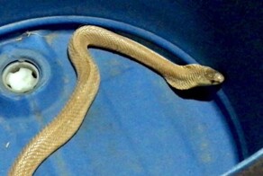 В тайской деревне поймали золотую кобру, которая плюётся ядом