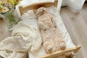 30+ котеек, которые живут в тепле и уюте — и мы бесконечно за них рады