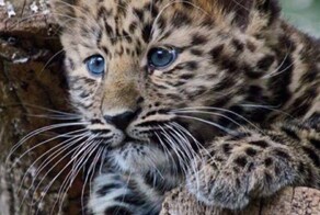 Дальневосточному леопарду больше не угрожает исчезновение