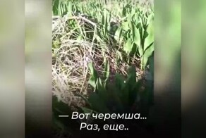 Ничего необычного: мужчина собирает в лесу черемшу под охраной медведей