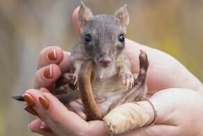 «Мини-кенгуру» вернулись в Южную Австралию спустя 100 лет