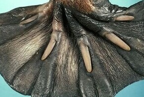 Обладатели самых нестандартных лап – кто они?