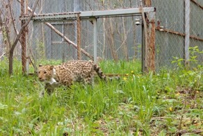 Дальневосточные леопарды вернулись в Уссурийский заповедник