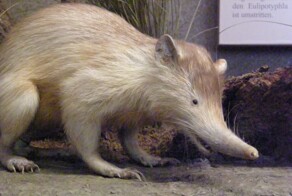 Щелезуб — ядовитое млекопитающее, которое может убить самого себя