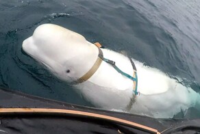 «Русский кит-шпион» Хвалдимир четвертый год не даёт покоя норвежцам