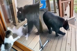 Охранная система «Василий»: смелый кот отогнал медведя от своего дома