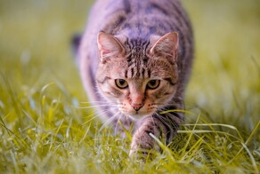 Славная охота кота