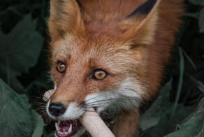 Милые и опасные попрошайки, которым невозможно отказать