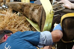 Как носорогу стоматологический осмотр проводили