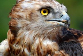 Крачун, который легко расправляется с самыми опасными пресмыкающимися