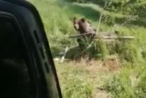 В Ярославской области охотник спас провалившегося в колодец медведя