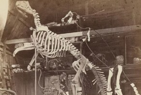 История самого странного акта вандализма в палеонтологии