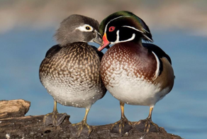 Утки, которые подбрасывают свои яйца другим птицам