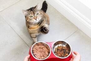 Подчиняйся: 30 правил, которые коты устанавливают в доме