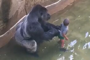 Харамбе: громкая трагедия в американском зоопарке