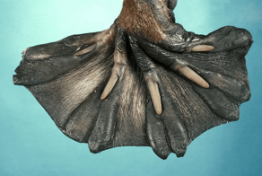 15 животных, которые являются обладателями самых нестандартных и причудливых в мире лап