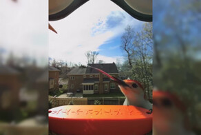 Дятлы во время драки используют свой длинный язык, чтобы атаковать врага