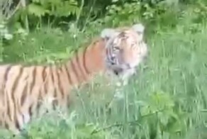 Мечта увидеть амурского тигра в дикой природе внезапно исполнилась у жительницы Приморья