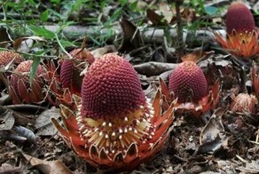 Лангсдорфия – вампир-сластолюбец мира флоры