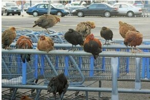 Гавайский остров захватили невероятно умные петухи