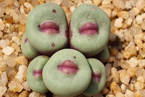 "Что это за штука?": растения нашей планеты, необычный вид которых доказывает, что природа - та ещё выдумщица