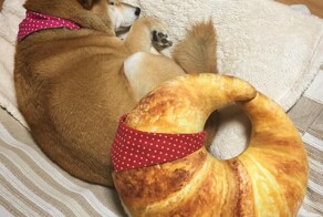 Есть нельзя умилиться: симпатяги, заставляющие забыть о правилах пунктуации