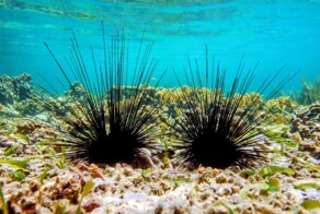 Таинственный патоген превращает морских ежей в скелеты