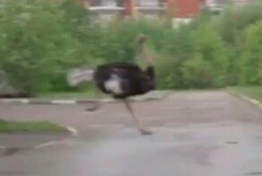 В Москве появился страус, который бегает за машинами