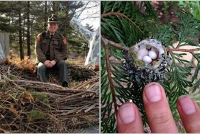 От гигантских гнезд до огромных кактусов: 14 фото, которые демонстрируют размер вещей