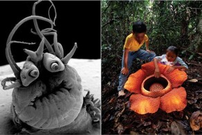 16 невероятных вещей из мира природы, которые доказывают, что наша планета странная