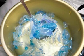 Ютубер отловил и съел смертоносную медузу ради лайков