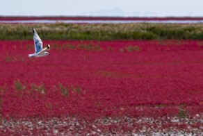 Все оттенки красного на удивительном пляже