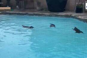 Еноты ворвались в чужой бассейн и устроили "вечеринку"